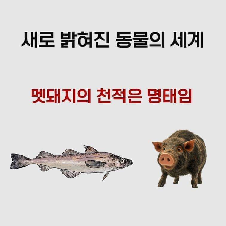 새롭게 밝혀진 신비한 동물의 세계