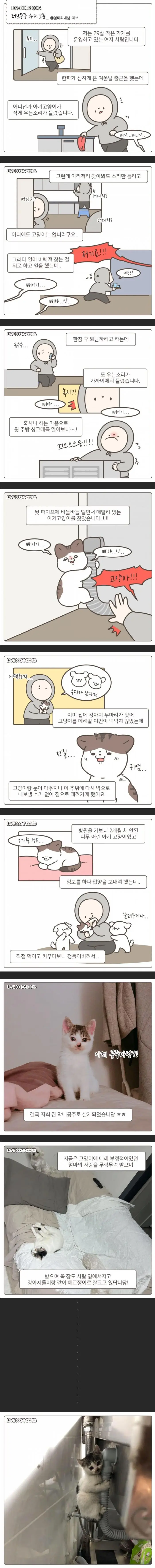 가게 주방에서 구조된 고양이