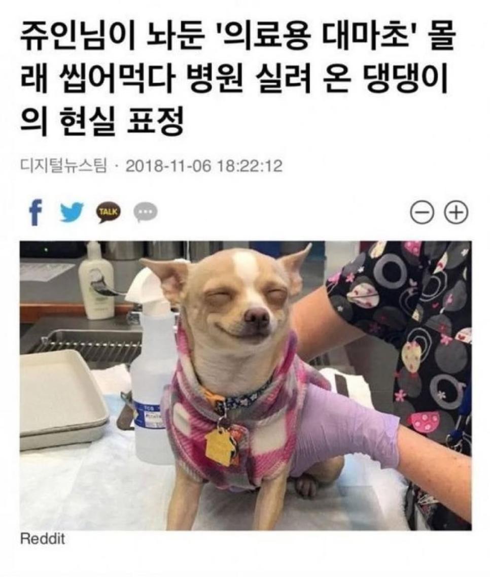 주인몰래 풀씹다가 병원온 댕댕이.jpg