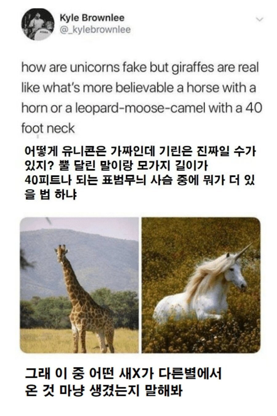 기린 실제 머리 크기 체감 ㄷㄷ